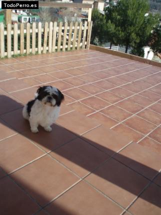 La foto del perro