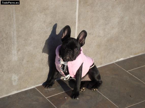 La foto del perro