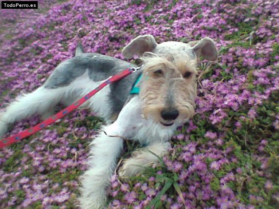 La foto del perro