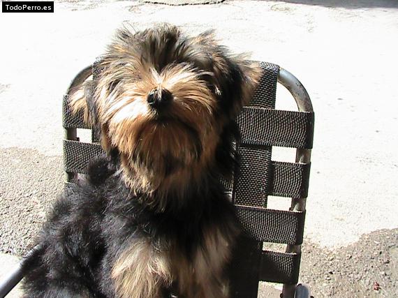 La foto del perro