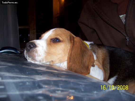 La foto del perro