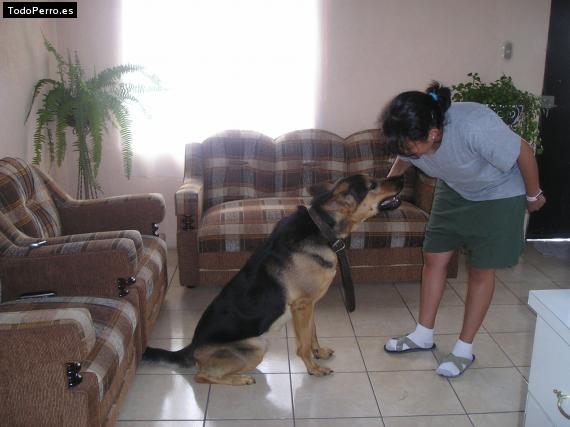 La foto del perro