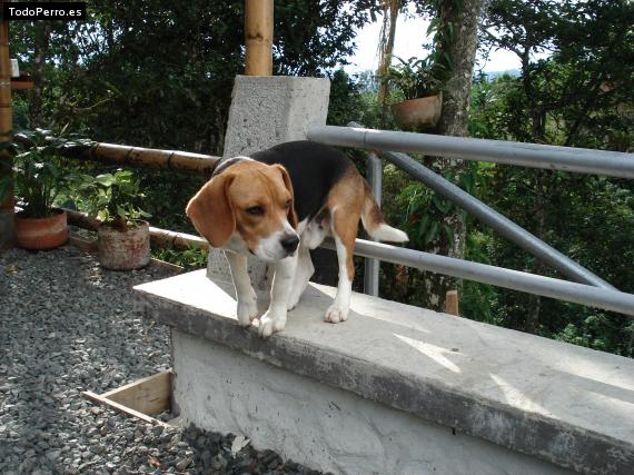 La foto del perro