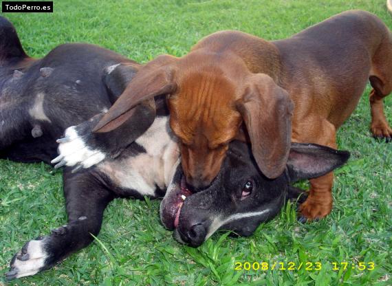 La foto del perro