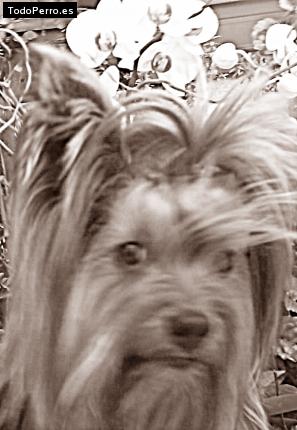 La foto del perro