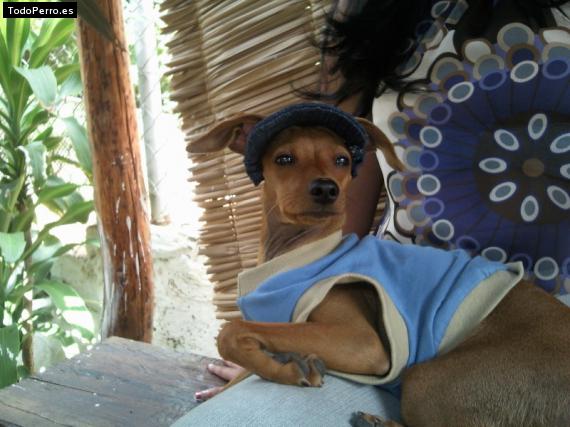 La foto del perro