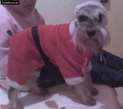 La foto del perro