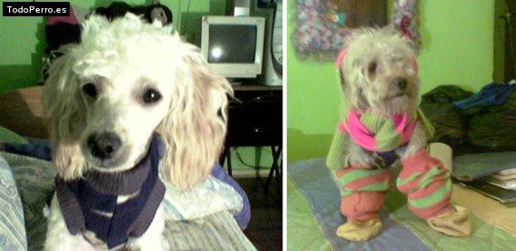 La foto del perro