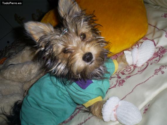 La foto del perro