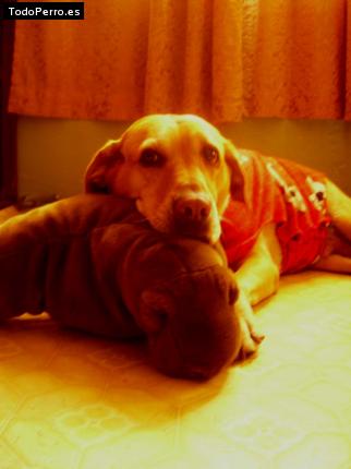 La foto del perro