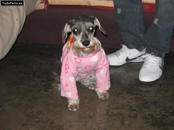 La foto del perro
