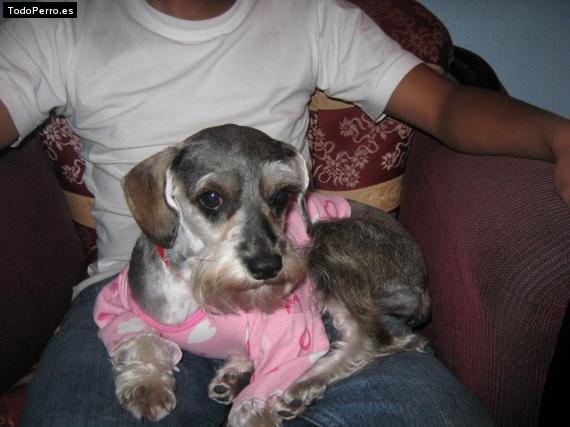 La foto del perro