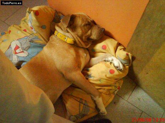 La foto del perro