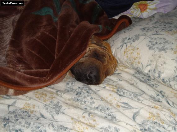La foto del perro