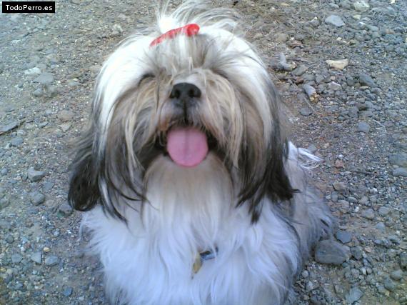 La foto del perro