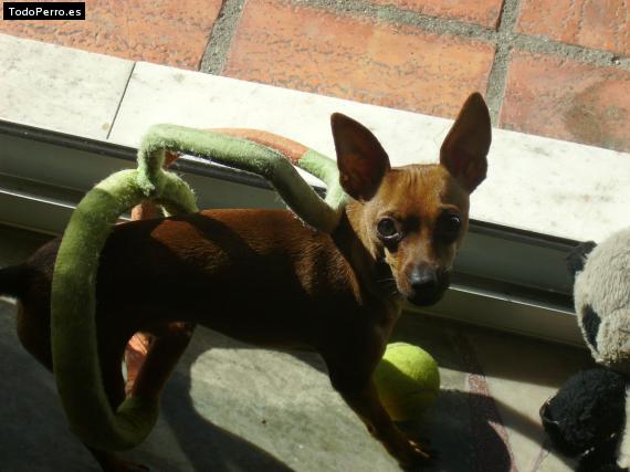 La foto del perro