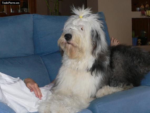 La foto del perro