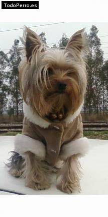 La foto del perro