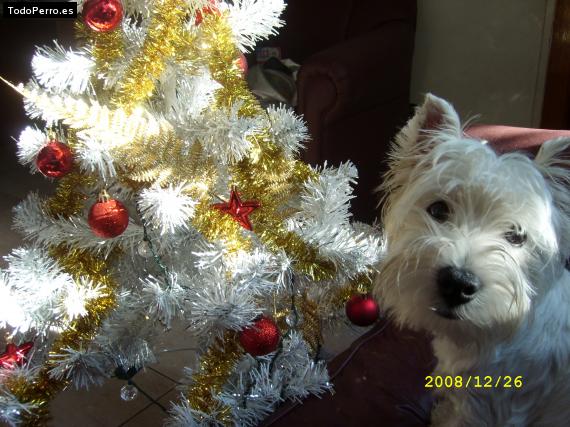 La foto del perro
