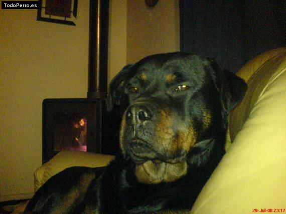 La foto del perro