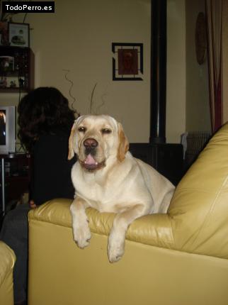 La foto del perro
