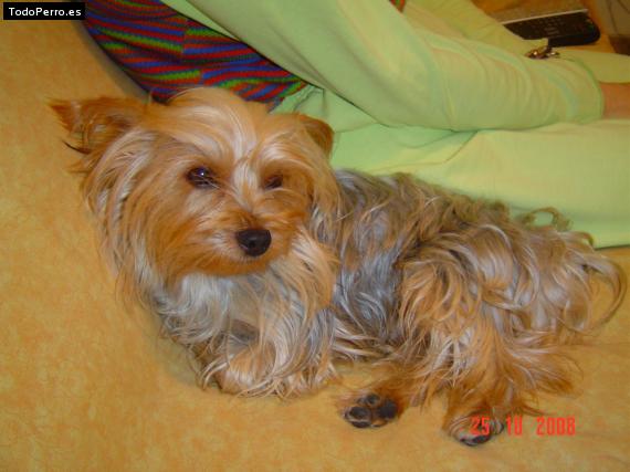 La foto del perro