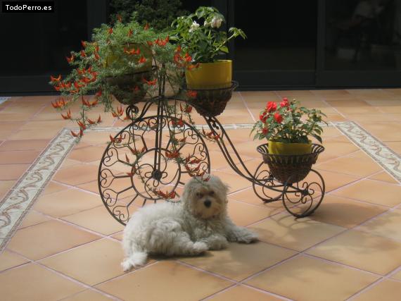 La foto del perro