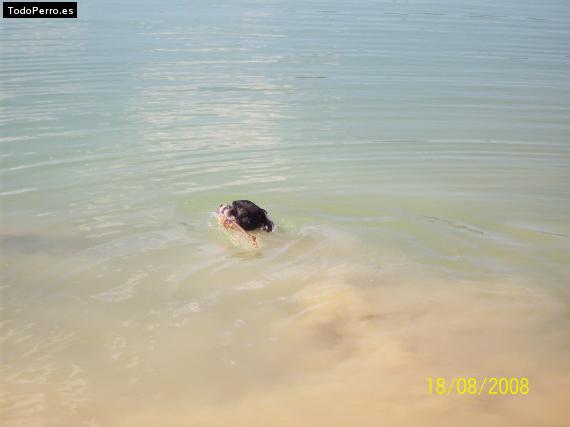 La foto del perro