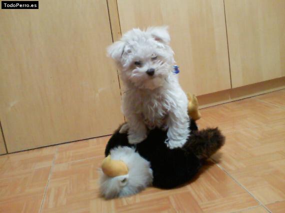 La foto del perro