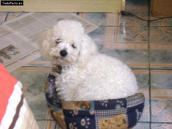 La foto del perro