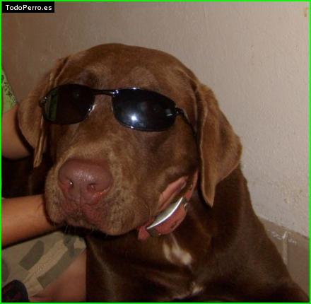 La foto del perro