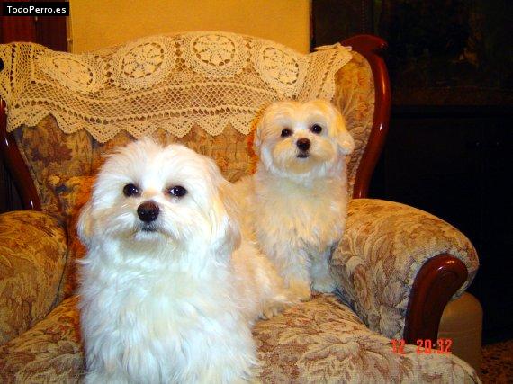 Foto del perro Roco y katy