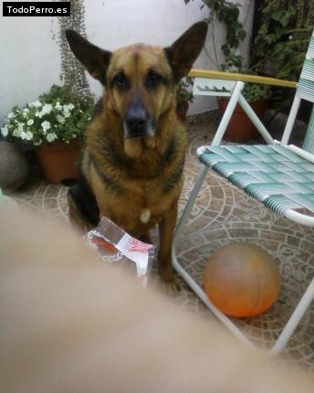 La foto del perro