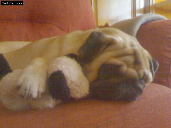 La foto del perro
