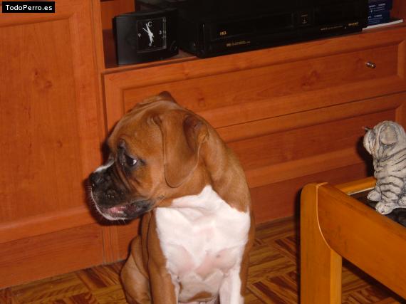 La foto del perro