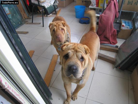 La foto del perro