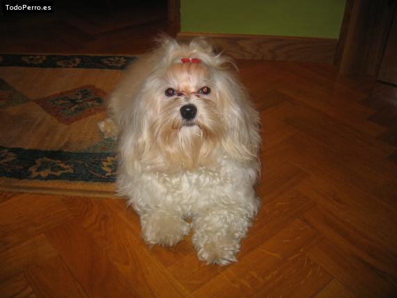 La foto del perro