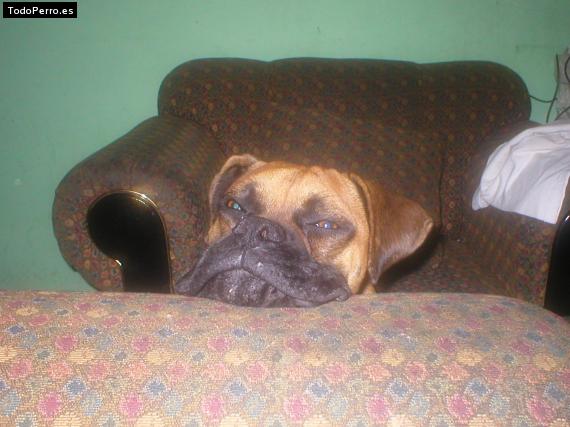 La foto del perro