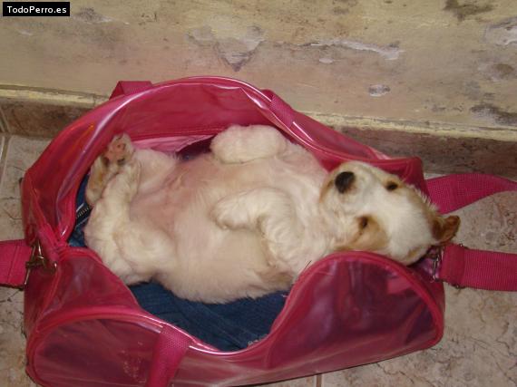 La foto del perro