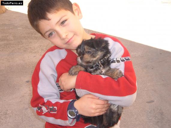La foto del perro