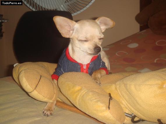 La foto del perro