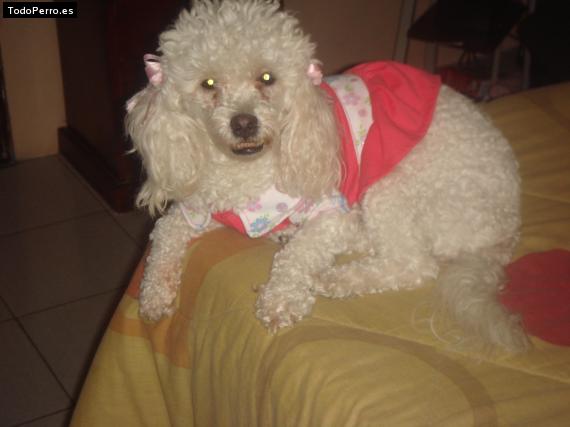 La foto del perro