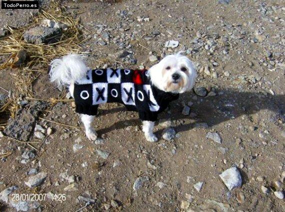 La foto del perro