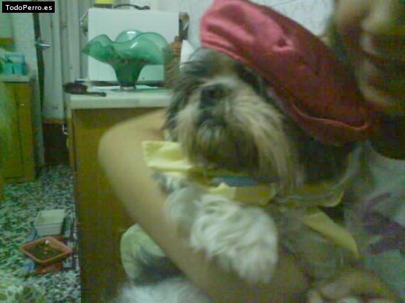 La foto del perro