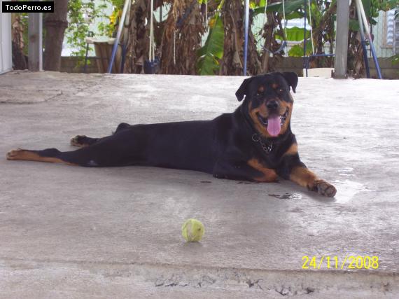 La foto del perro