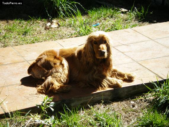 La foto del perro