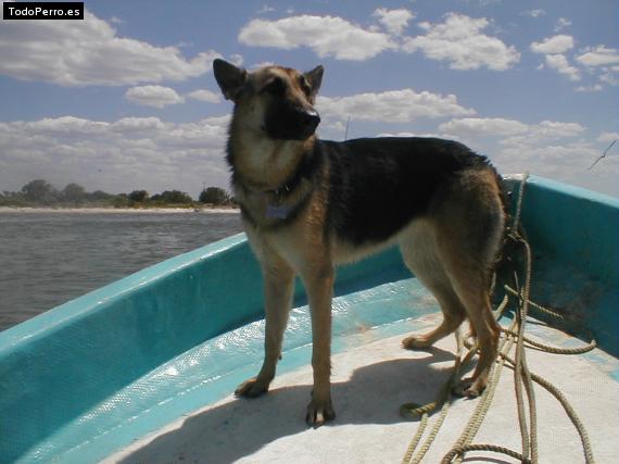 La foto del perro