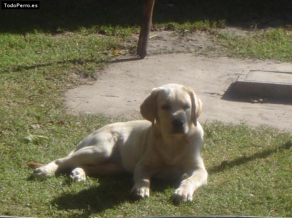 La foto del perro