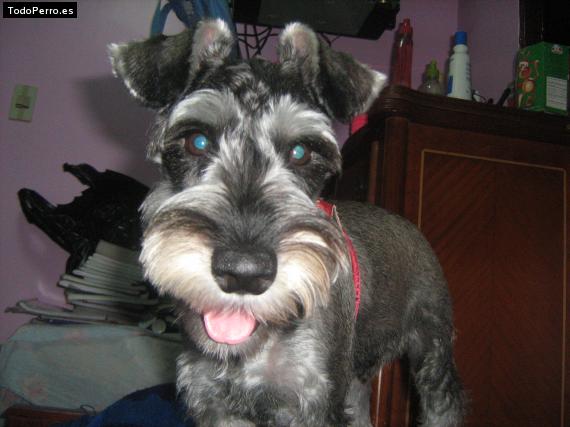 La foto del perro