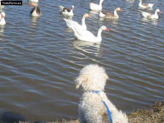 La foto del perro